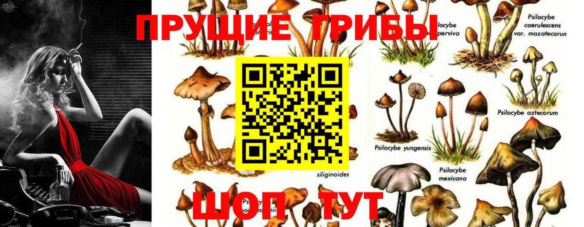 Светлоград  Галлюциногенные грибы GOLDEN TEACHER  купить наркотик  Вход с VPN  Псилоцибиновые грибы Cubensis 